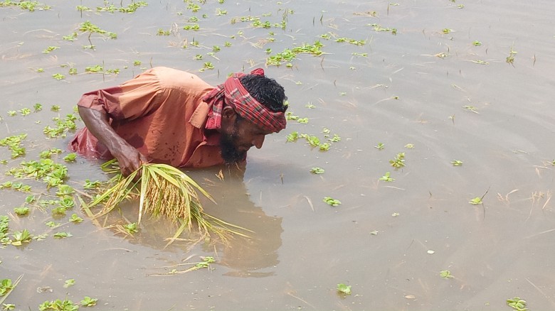 মধুপুরে ৫শ বিঘা পাকাধান পানির নিচে