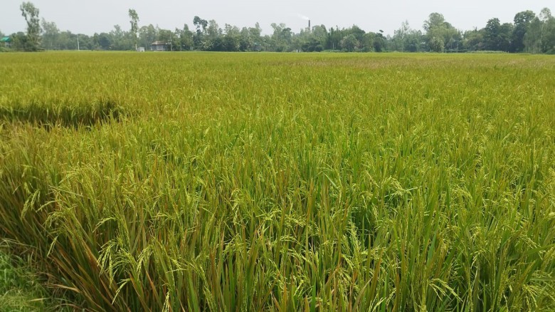 মির্জাপুরে ইটভাটার বিষাক্ত ধোঁয়ায় পাঁচ শতাধিক একর জমির ধান প