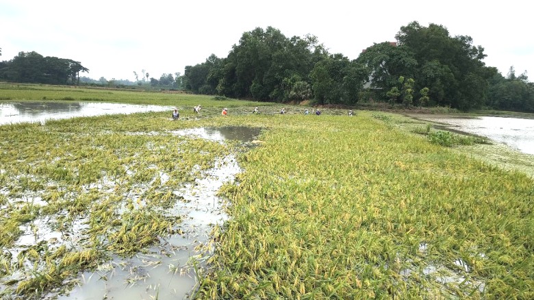 ভালুকায় টানা বৃষ্টিতে পানির নিচে বোরো ধান, দিশেহারা কৃষক