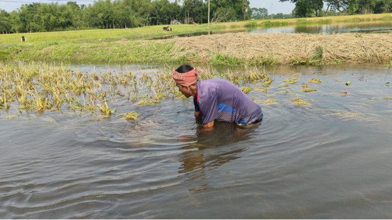 গৌরীপুরে  ৮ কোটি ৩লাখ টাকা ফসল বিনষ্ট ॥ পানি নিচে ধানে পচন ধ