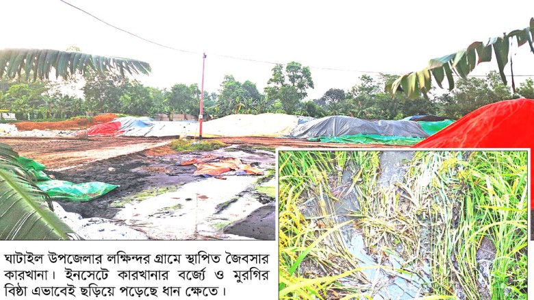 ঘাটাইলে জৈবসার কারখানার বর্জ্যে ফসলের ক্ষতি, দুর্গন্দ্বে জনভোগান্তি...