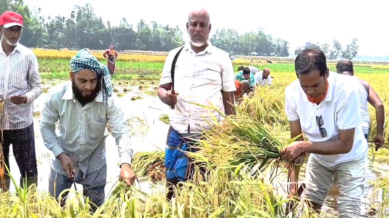 ভূঞাপুরে তলিয়ে যাচ্ছিলো পাকা ধান, কেটে দিলো বিএনপি