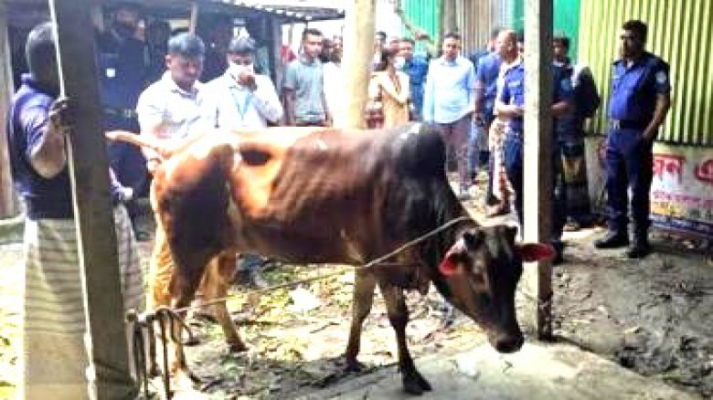 কালিহাতীতে অসুস্থ গরু জবাইয়ের চেষ্টা, ভ্রাম্যমাণ আদালতের জরি