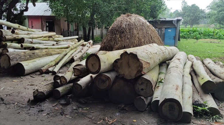 গোপালপুরে ভাইয়ের বিরুদ্ধে জমি দখল ও গাছ কেটে ফেলার অভিযাগ