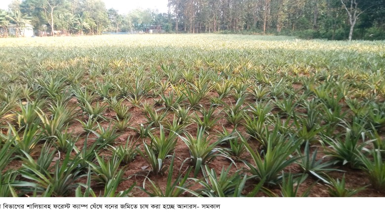 বনের জমি দখলের নয়া কৌশল