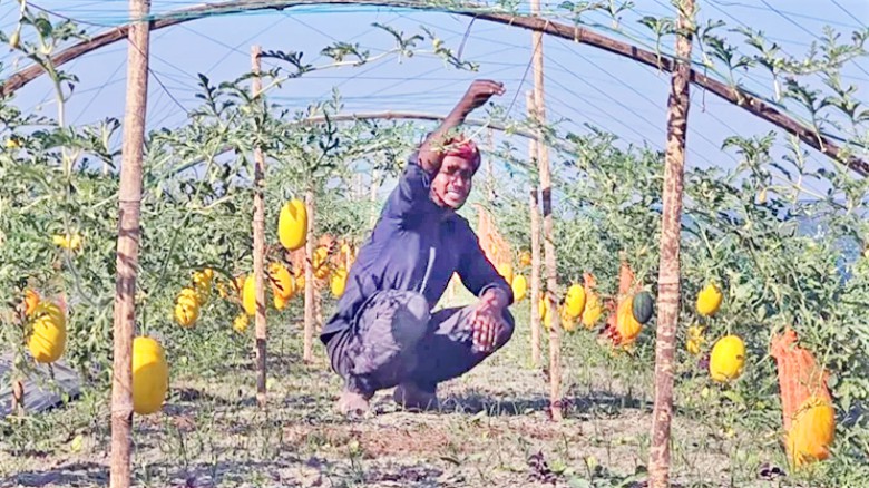 টাঙ্গাইলে যমুনা নদী তীরবর্তী চরাঞ্চলে তরমুজ চাষে সফল সুমন মি