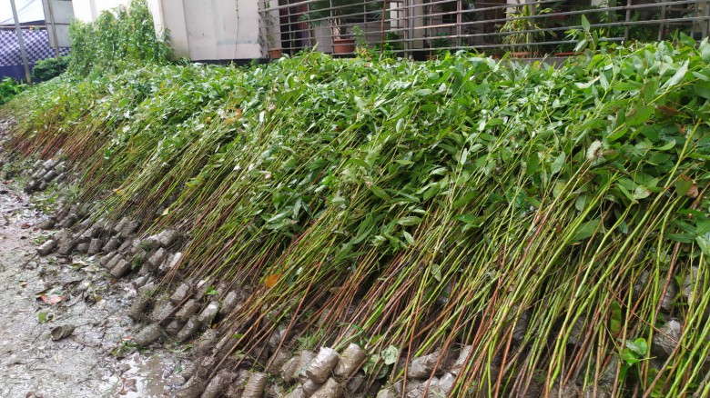 টাঙ্গাইলে ৪০ হাজার ইউক্যালিপটাস চারা ধ্বংস করলো কৃষি বিভাগ