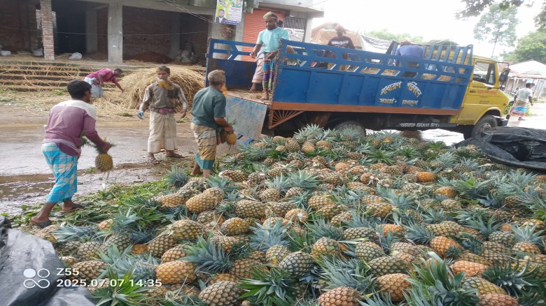 আনারসে মধুপুরের বাজার সয়লাব প্রতিদিন বিক্রি হচ্ছে ৩ কোটি টাক