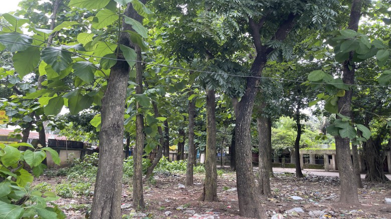 বহুমাত্রিক আর্থসামাজিক উন্নয়নে ফলদ ও বনজ বৃক্ষ