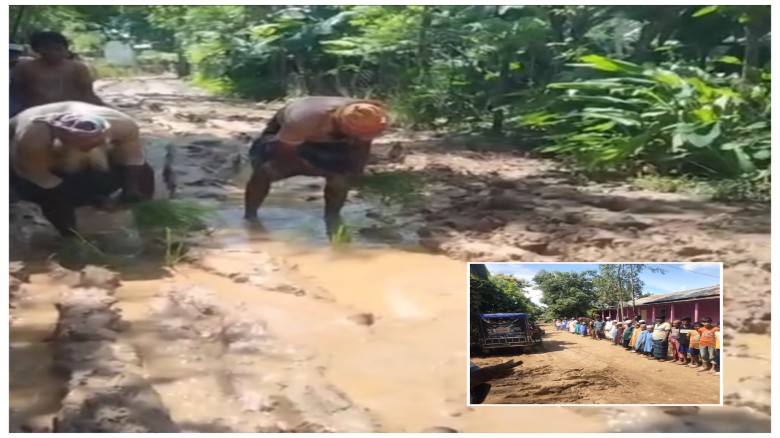 মধুপুরে রাস্তায় ধানের চারা রোপণ -   কাঁচা রাস্তা পাকাকরণের দ