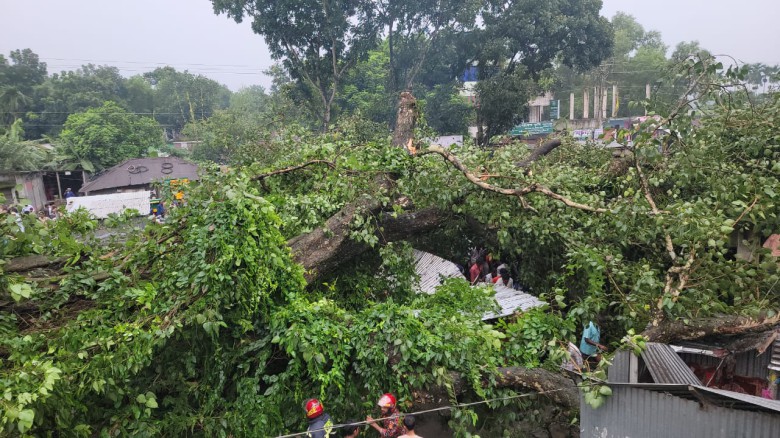 টাঙ্গাইলে শতবর্ষী বট গাছ উল্টে অর্ধশতাধিক হাটুরে আহত