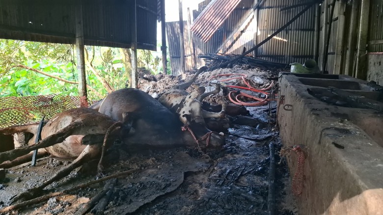 সখীপুরে কয়েলের আগুনে ভস্ম কৃষকের ৫ গরু