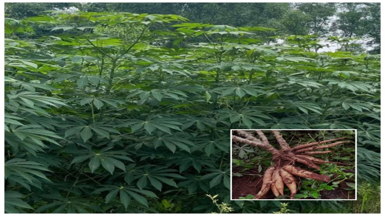 খাদ্য চাহিদা পূরণ , শিল্প ও অর্থনৈতিক উন্নয়নে - কাসাবা ( Cas