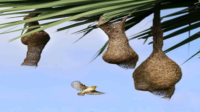 বাবুই পাখি অস্তিত্বের হুমকির মুখে