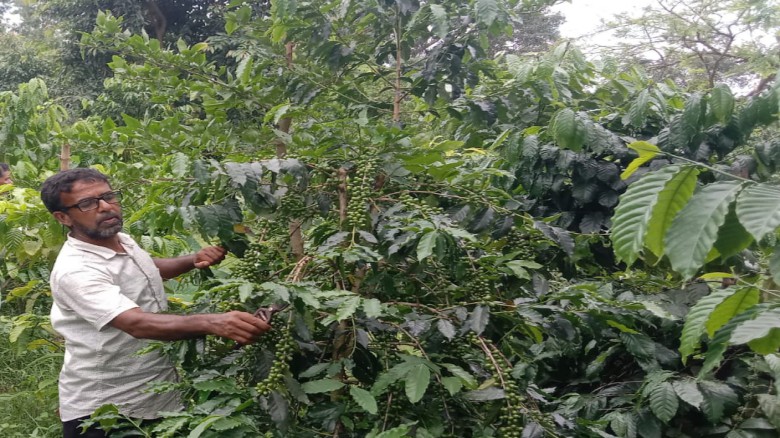 কৃষি ফল ফসল অপার বৈচিত্র্যের অনন্য এক লাল মাটির মধুপুর গড়