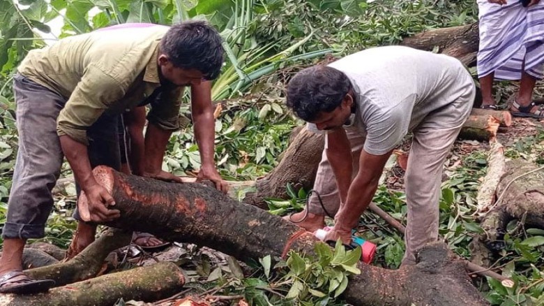 নিলামে কেবল বাবা-ছেলে কৌশলে ২১ গাছ বিক্রি