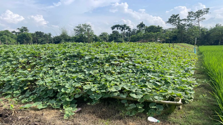 কৃষি অর্থনীতির চাকা ঘুরাতে, সুষ্ঠু বিপণন ব্যবস্থা জরুরি
