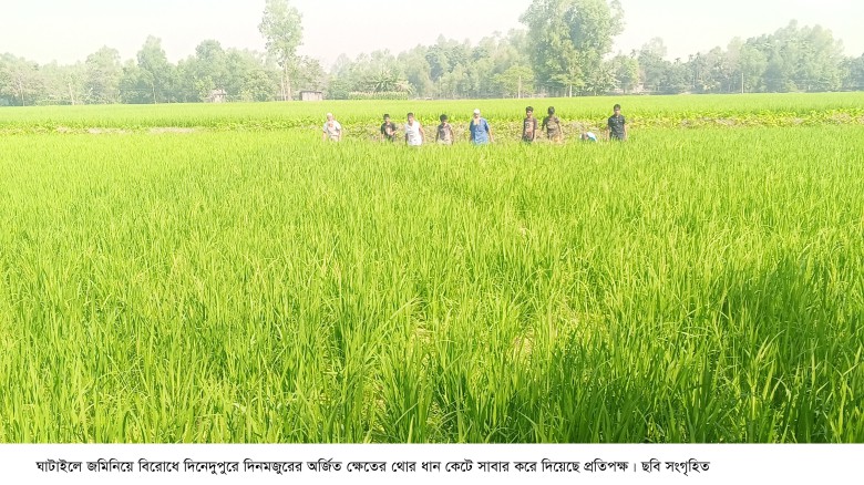 ঘাটাইলে জমি নিয়ে বিরোধে  প্রতিপক্ষের ক্ষেতের থোর ধান কেটে ধ্