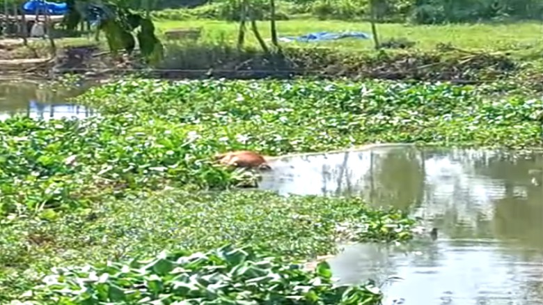 ঘাটাইলে বংশাই নদীতে বাঁধে মৃত আবর্জনা জমে দুর্গন্ধ, লিখিত অভ