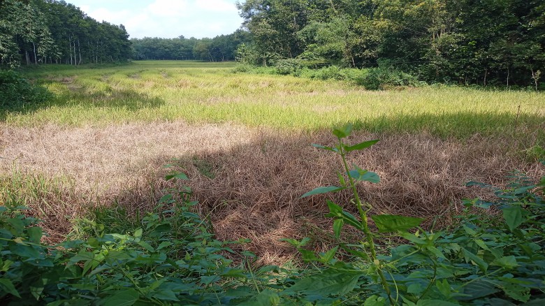 টাঙ্গাইলে কারেন্ট পোকার আক্রমণে কৃষকের সর্বনাশ