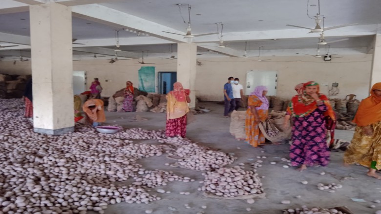 বিএডিসি নিয়ন্ত্রিত মালতি হিমাগার বীজ আলু রোপনের প্রস্তুতি সম