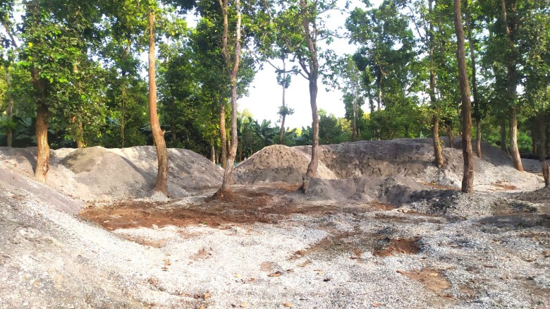 মধুপুর শালবনে কৌশলে চলছে গজারীগাছ হত্যা