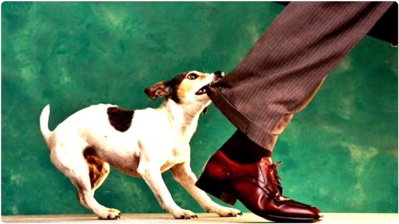 সখীপুরে ২ দিনে ক্ষ্যাপা কুকুরের কামড়ে  শিশুসহ ৪০ জন আহত