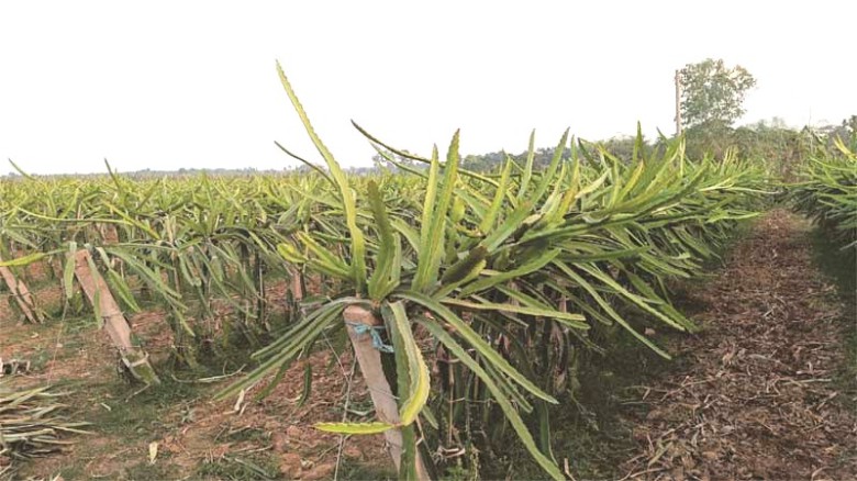 মধুপুর গড়ে দিন দিন বাড়ছে বিদেশি ফল ড্রাগন চাষ