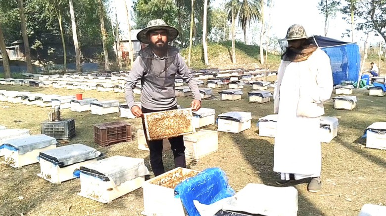 ঘাটাইলে সরিষা ফুলের মধু সংগ্রহে ব্যস্ত মৌচাষি