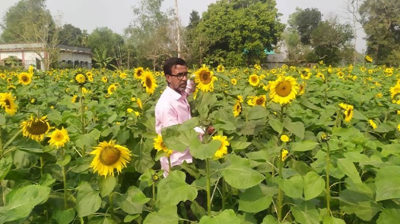 মধুপুরে আনারসের রাজ্যে এখন সূর্যমুখী ফুলের চাষ