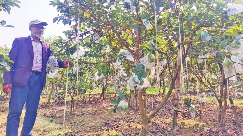 মধুপুরে পেয়ারার বাম্পার ফলনে কৃষকের মুখে হাসি