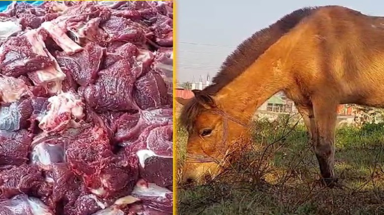 গোপালপুরে রাতের আঁধারে ৮ ঘোড়া জবাই।। আটক ৪ কসাই