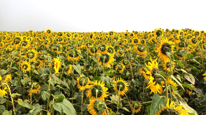 টাঙ্গাইলে কৃষিতে নতুন সম্ভাবনা যমুনার চরে হাসছে সূর্যমুখী