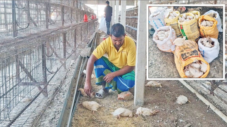 টাঙ্গাইলে ভুল চিকিৎসায় ১৭ হাজার মুরগির মৃত্যুর অভিযোগ! দায় ন