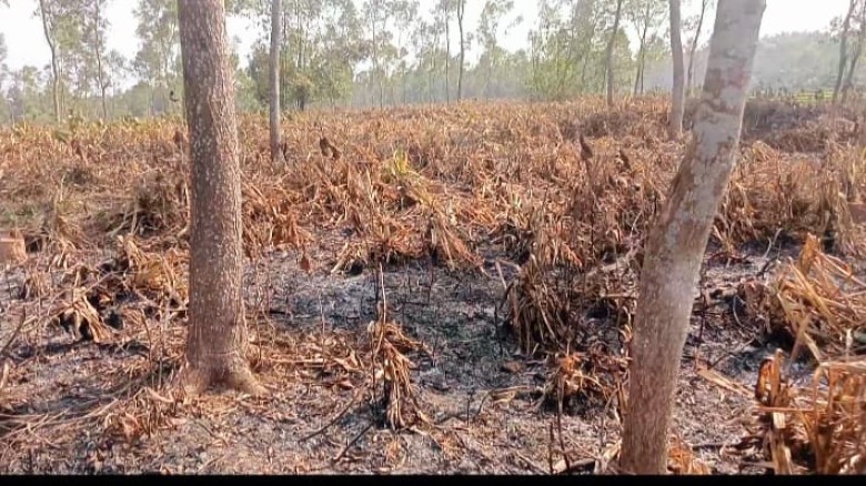 মধুপুরে গাছ কেটে ৭৫ একর বনভূমি দখলের চেষ্টা