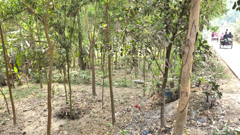 ভূঞাপুরে বিধবার জমি বেদখল