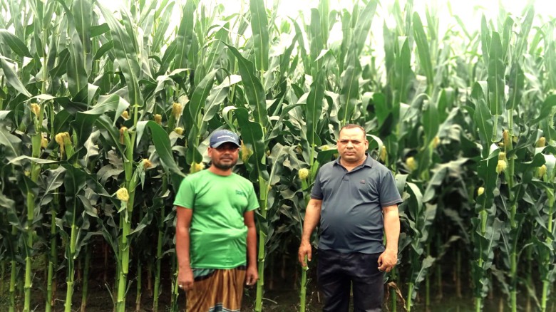 মধুপুরে দিন দিন বেড়েছে  ভূট্টা আবাদ