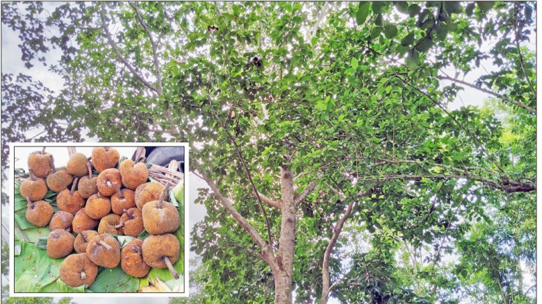 বিলুপ্তপ্রায় মধুপুর বনের চাম্বল ফল