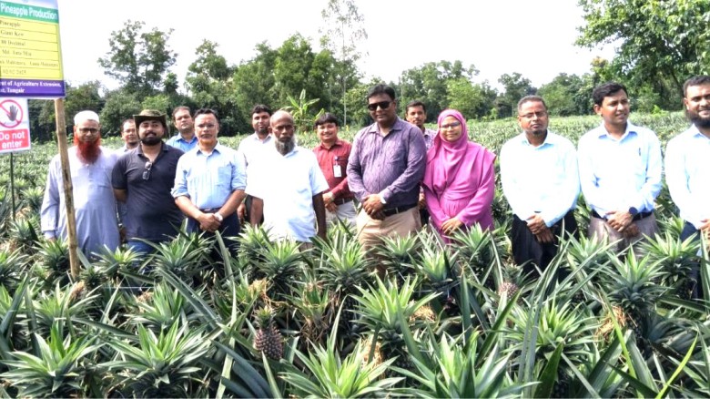 পাকিস্তানে আনারস রপ্তানির লক্ষ্যে মধুপুরে পাকিস্তানি দল