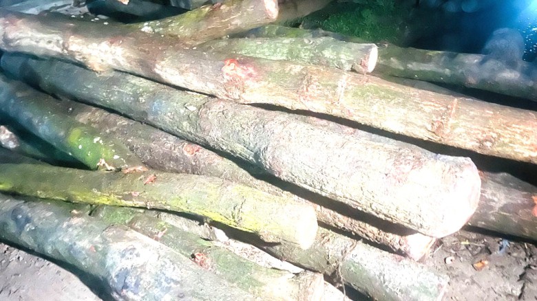 শাল-গজারি গাছ পাচারের অভিযোগ, অর্ধশতাধিক গাছ জব্দ