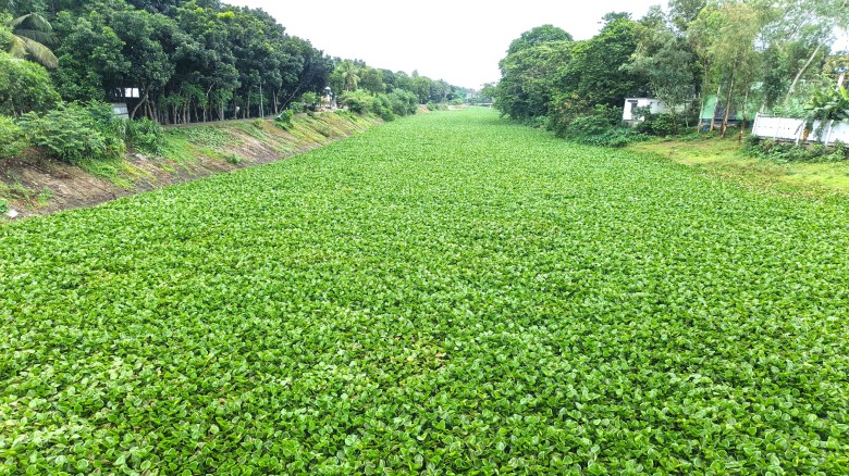 কচুরিপানায় অবরুদ্ব সুবর্ণখালী নদী স্থবির নৌযোগাযোগ, স্বাস্থ্